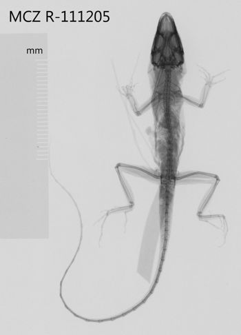 Media type: image;   Herpetology R-111205 Aspect: dorsoventral x-ray